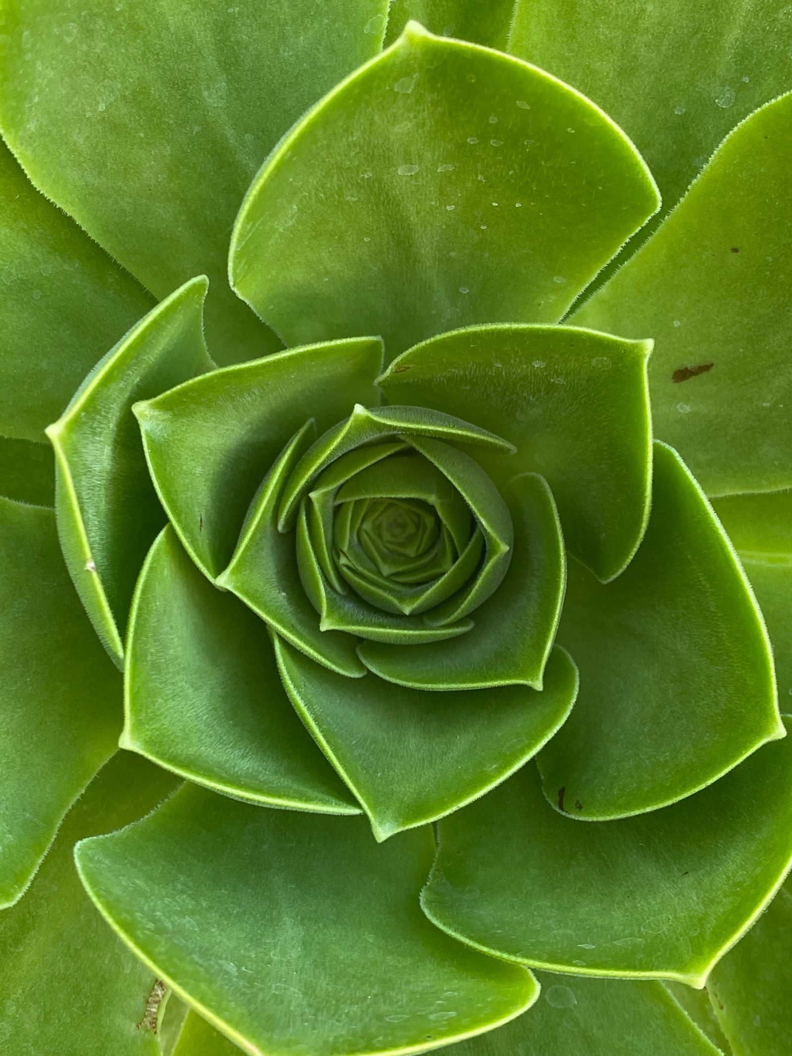 Green succulent leaves forming a circular spiral around a tightly folded center