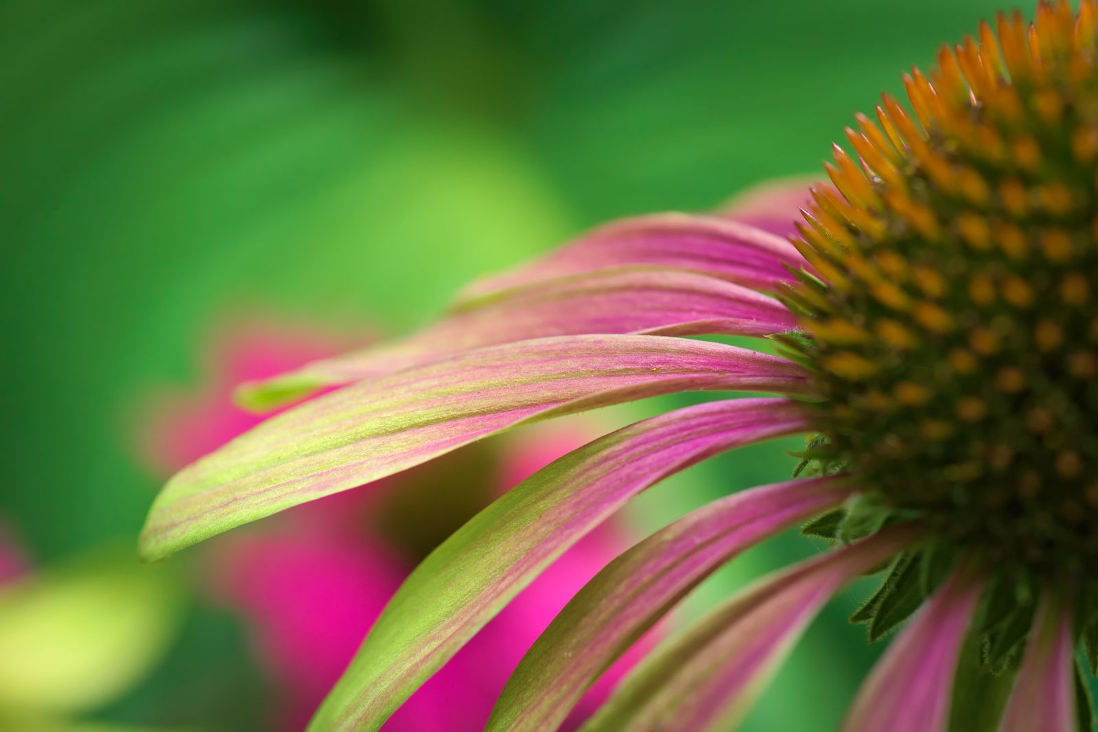 Close-up of a coneflower’s pink petals and intricate orange-green center